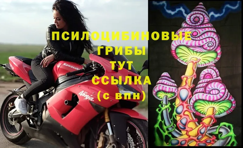 хочу   Ардатов  Галлюциногенные грибы Magic Shrooms 